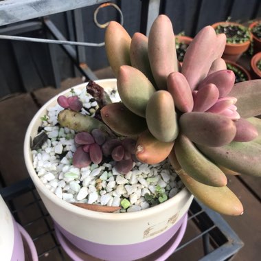 Pachyphytum fittkaui