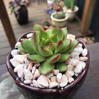 Echeveria Pulidonis x Colorata fa. Lindsayana