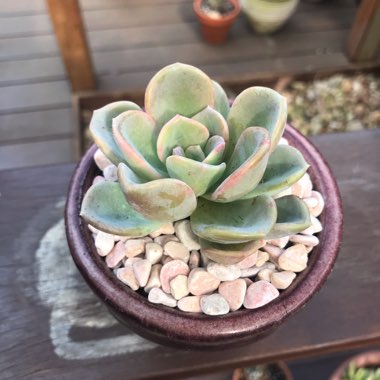 x Pachyveria Orpet