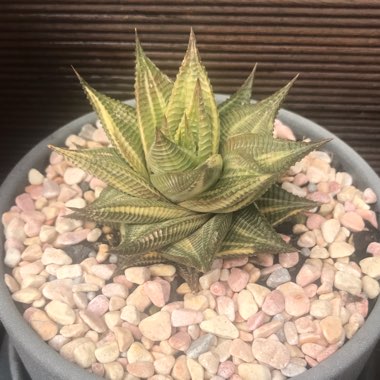 Haworthiopsis Limifolia var. Limifolia Variagata