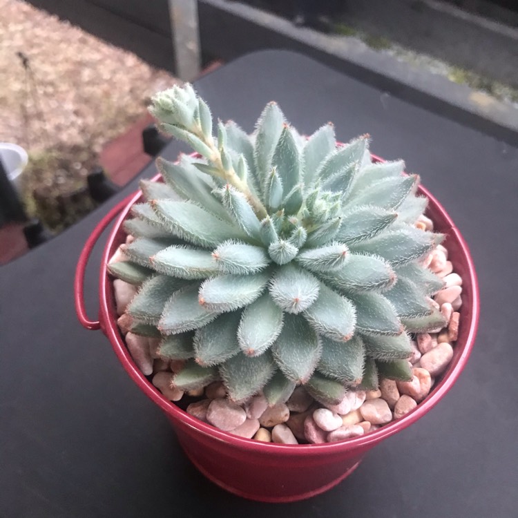 Plant image Echeveria Comet