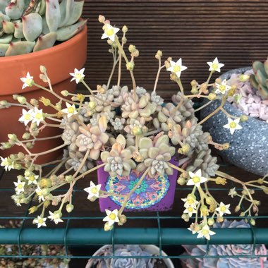 Graptopetalum Mendozae