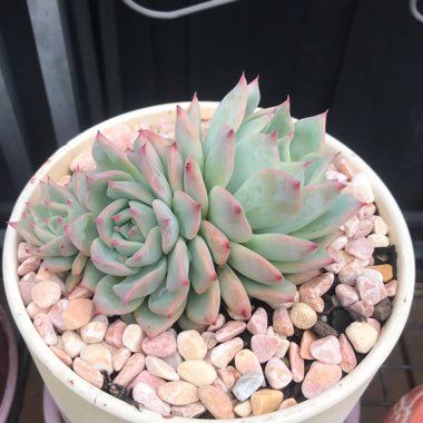 Echeveria Home Alone