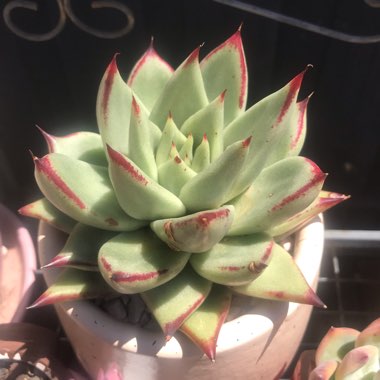 Echeveria Agavoides Ebony Hybrid