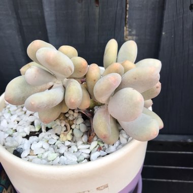 Pachyphytum bracteosum