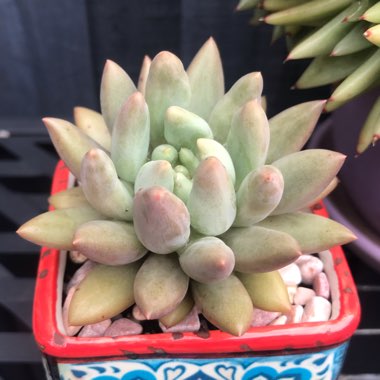 Pachyveria Angel's Finger