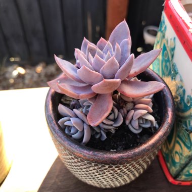 Graptopetalum Sugar Jelly