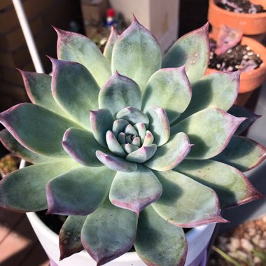 Echeveria Colorata fa. Brandtii