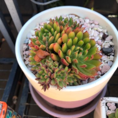 Echeveria Spruce Oliver