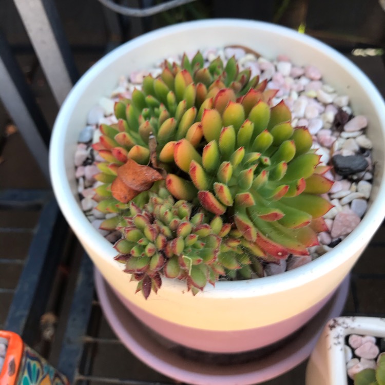 Plant image Echeveria Spruce Oliver