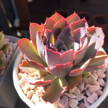 Echeveria Neon Breakers