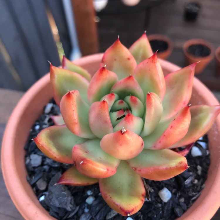 Plant image Echeveria Agavoides Frank Reinelt