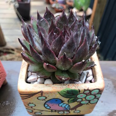 Echeveria Agavoides Blood Maria