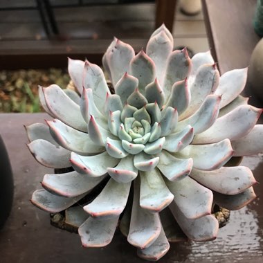 Echeveria Cuspidata Var. Zaragozae Pink Form