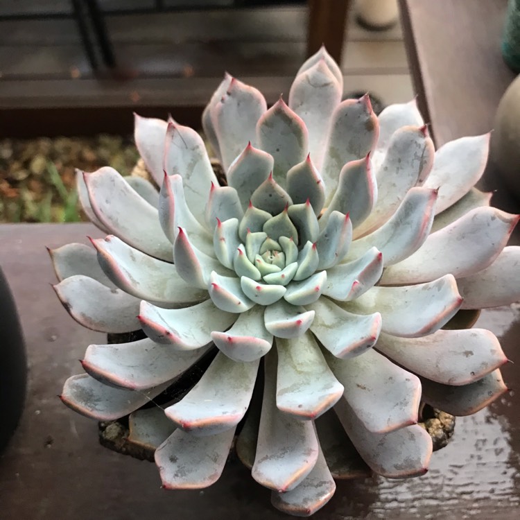 Plant image Echeveria Cuspidata Var. Zaragozae Pink Form