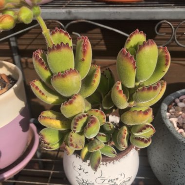 Cotyledon Tomentosa Variegata Yellow