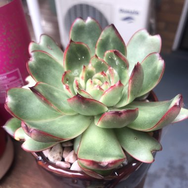 Echeveria Pulidonis x Colorata fa. Lindsayana