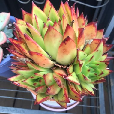 Echeveria Agavoides Red Edge