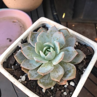 Echeveria White one