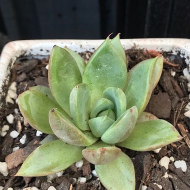 Echeveria Blue Moon