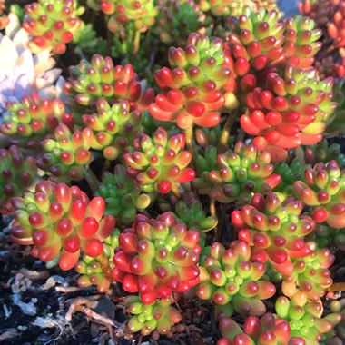 Sedum Rubrotinctum