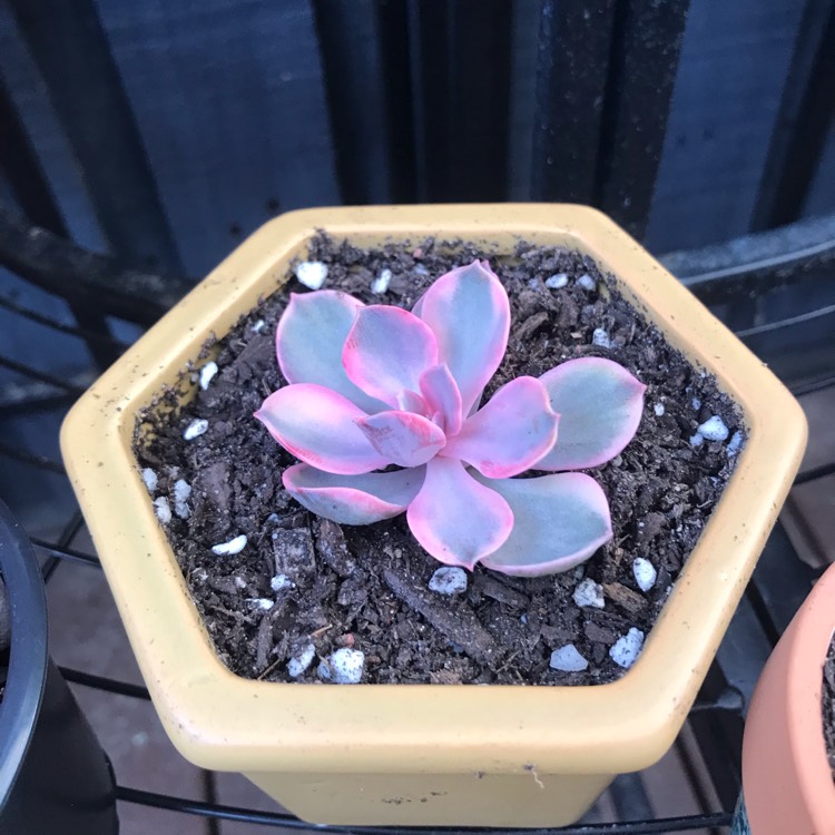 Plant image Echeveria Perle Von Nurnburg Variegata