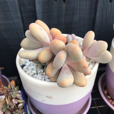 Pachyphytum bracteosum