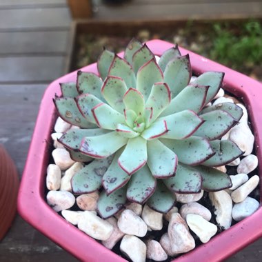 Echeveria Strictifloria x Puebla