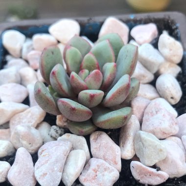 Echeveria Love Me