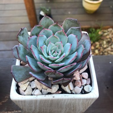 Echeveria Laulensis