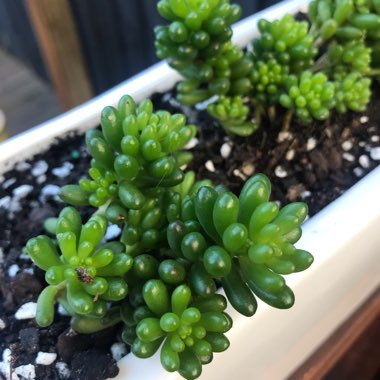 Sedum Rubrotinctum Dwarf 