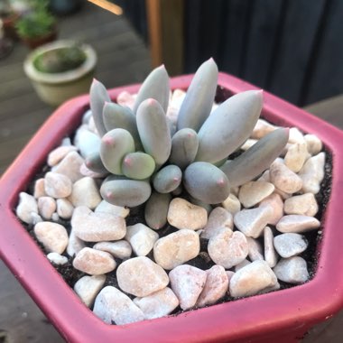 Pachyphytum Apple