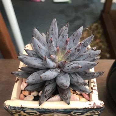 Echeveria Unguiculata