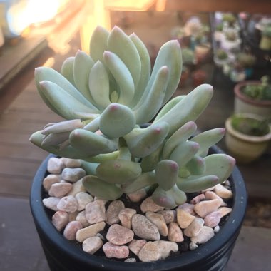 Pachyphytum Pink Tips