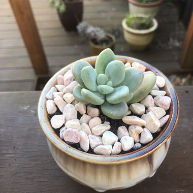 Graptosedum Miul