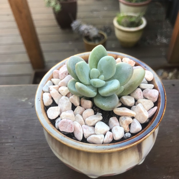 Plant image Graptosedum Miul