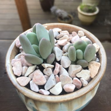 Pachyphytum Oviferum Mikadukibijin