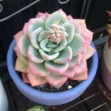 Echeveria Ghost 61