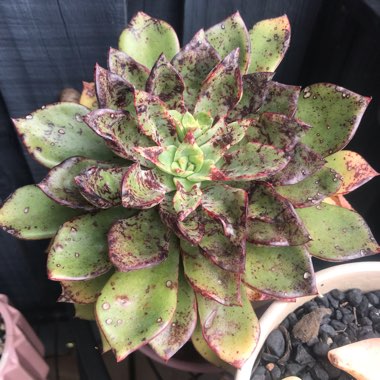 Echeveria Riga