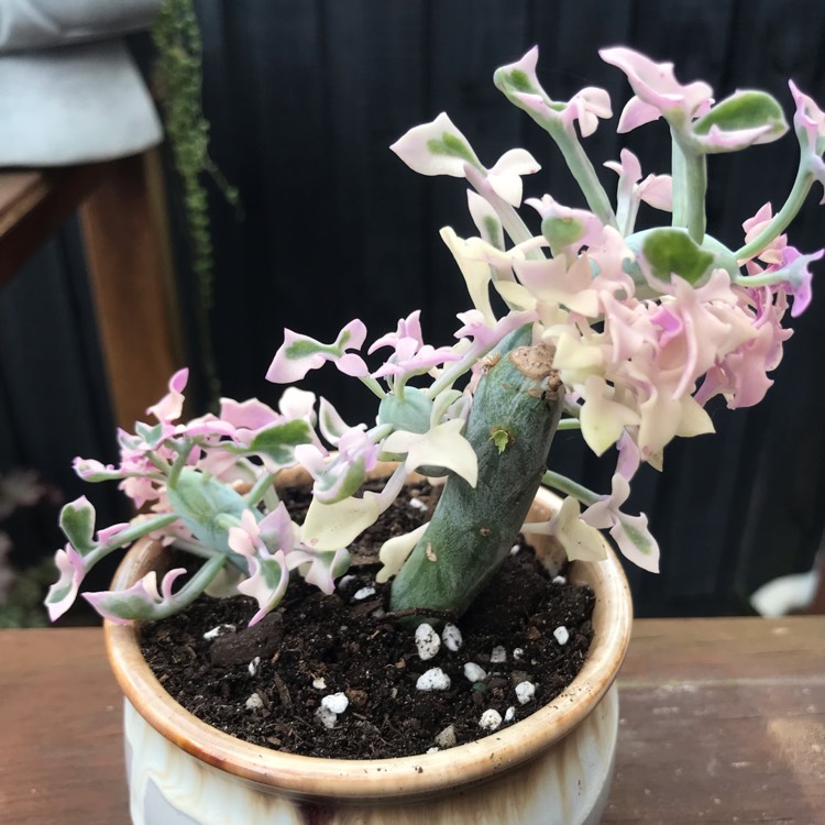 Plant image Senecio Articulatus Variegatus