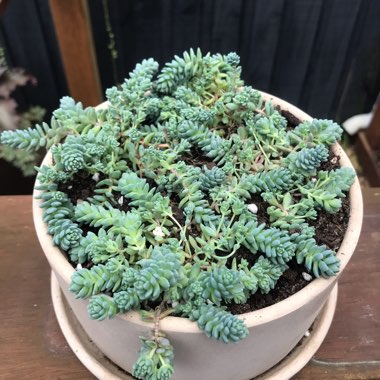 Sedum Dasyphyllum Blue Tears 