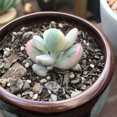 Cotyledon Orbiculata cv Variagata 