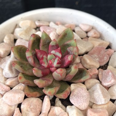 Echeveria Jelly Jam