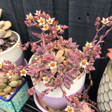 Graptopetalum Claret