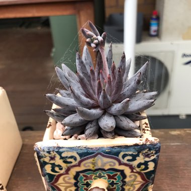 Echeveria Unguiculata