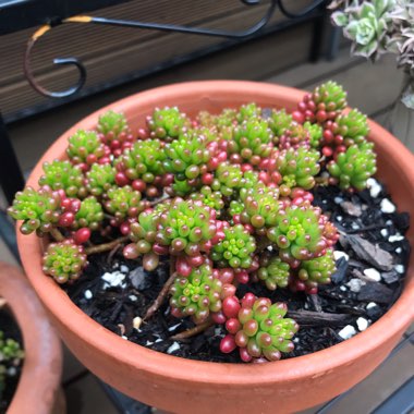 Sedum Rubrotinctum Dwarf 