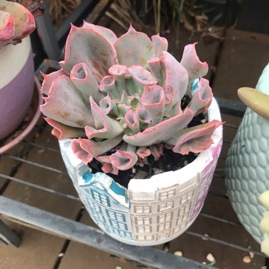 Echeveria Trumpet Pinky 