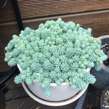 Sedum Dasyphyllum Blue Tears 