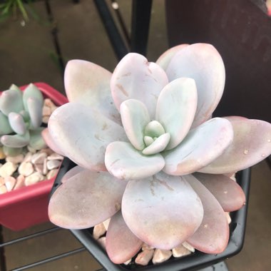 xGraptoveria Snow Peach