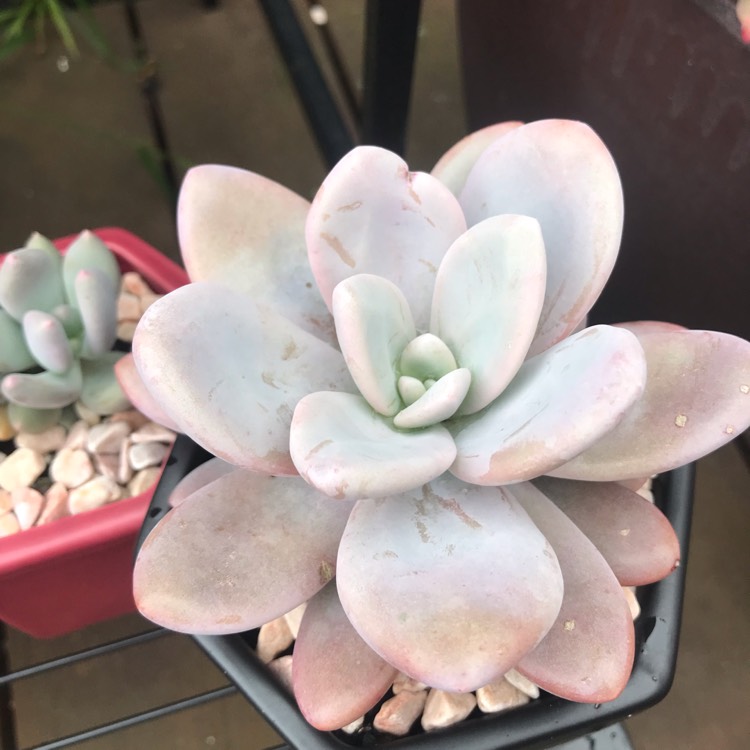 Plant image xGraptoveria Snow Peach